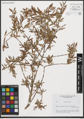 Foto von Salix purpurea L.